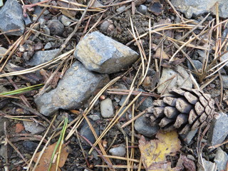 background of cones stones and pine needles