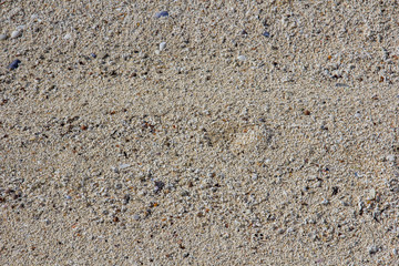 seashells3