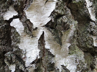tree bark