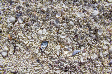 seashells14