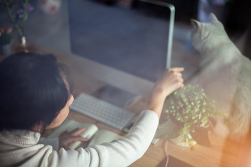 Fototapeta premium Asian Business woman relaxing When Play with the cat and enjoy herself while using computer internet on Her table desk. Business Success Working is relax at home office concept.