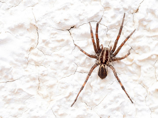 European Wolf Spider or False Tarantula Hogna radiata. Macro. On white wall.