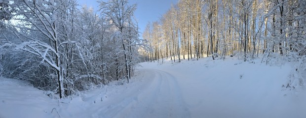 natura drzewa kolory rośliny niebo chmury  © DEM