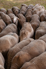 Fototapeta premium brebis tête relevée parmis le troupeau tête baissée, Larzac, France