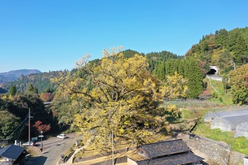 A huge ginkgo tree with a history of 1000 years.