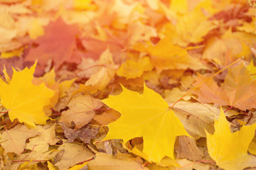 Naklejka na ściany i meble Autumn golden yellow leaves on ground close-up in sunlight 