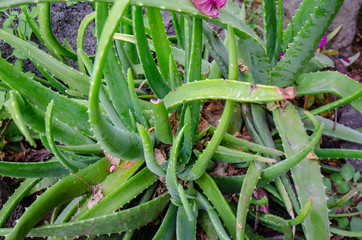 a bunch of green aloe vera plants