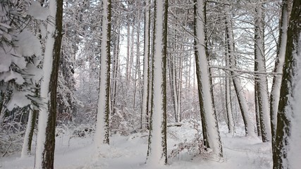 natura drzewa kolory rośliny niebo chmury  © DEM