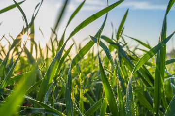 Fototapeta premium winter wheat with drops of dew in late autumn at sunset