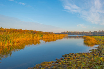 Reed along the shore of a pond in a natural park at sunrise at fall