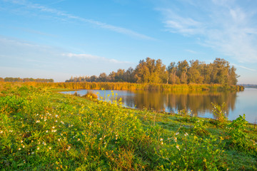 Reed along the shore of a pond in a natural park at sunrise at fall