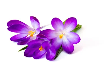 Crédence de cuisine en plexiglas Crocus crocus - one of the first spring flowers