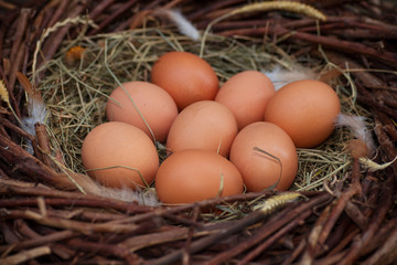 A pile of eggs in the hay in the nest
