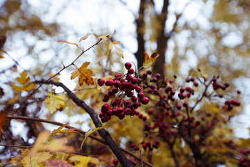 Red  berries with autumn leaves 01