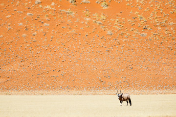 Spießbock (Oryx gazella) in der namibischen Steppe