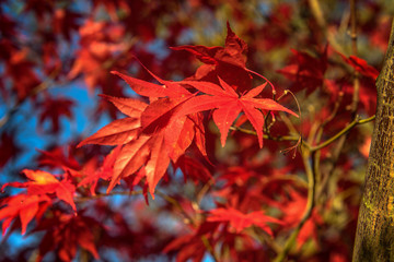 In autumn, nature paints the leaves colorfully and enchants us with so many colors. Concept: recreation or autumn