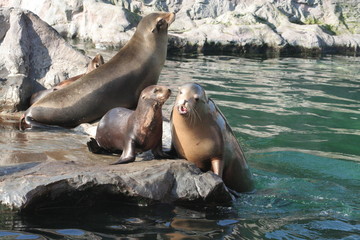 Gruppe von Seelöwen verschieden groß