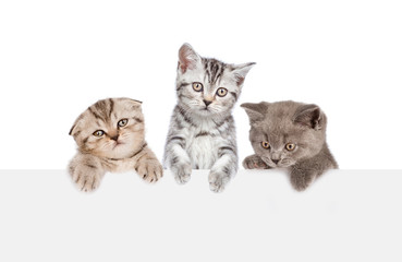 Plakat Group of cats above white banner. isolated on white background