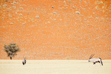 Zwei Spießböcke (Oryx gazella) in der Steppe, hinten rote Sanddüne der Namib Wüste