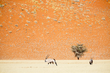 Zwei Spießböcke (Oryx gazella) in der Steppe, hinten rote Sanddüne der Namib Wüste