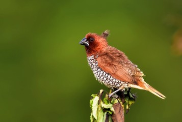 WILDLIFE