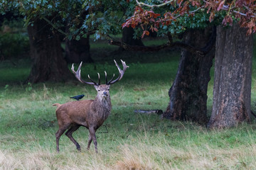 Red Deer Stag
