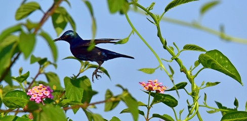 WILDLIFE