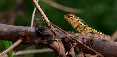 WILDLIFE