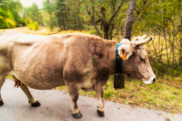 Vaca marrón con grande cencerro caminando por un camino rural de los Pirineos, Cataluña, España