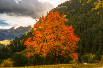 Fototapeta premium Otoño en el pirineo Catalan. Parque nacional de Aiguestortes. España.