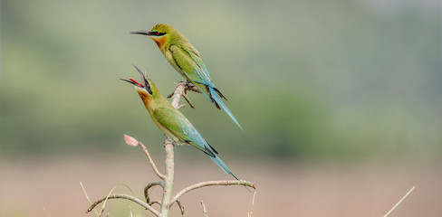 WILDLIFE