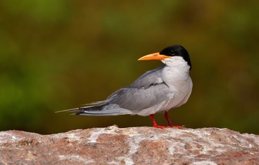 WILDLIFE