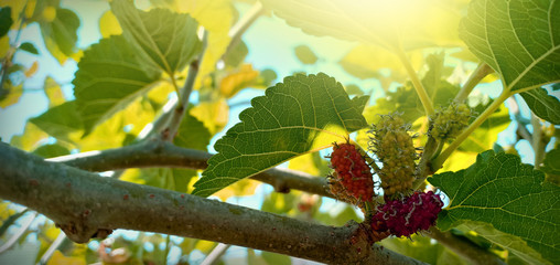 Mulberry and Sunshine in Thailand
