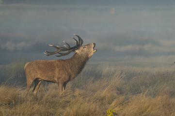 Red Deer Stag