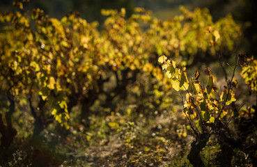 Autumn vineyards leaves