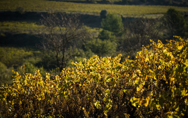 Autumn vineyards leaves