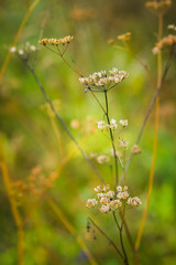 Grass on the field. Selective focus. Shallow depth of field.