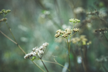 Grass on the field. Selective focus. Shallow depth of field.