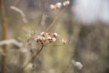 Grass on the field. Selective focus. Shallow depth of field.