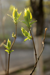 Light-green new leaves of lilac twigs in spring