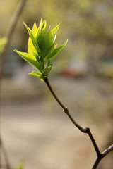 Light-green new leaves of lilac twig in spring