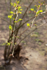 Light-green baby-leaves of dog-rose bush in spring