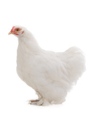 white hen isolated