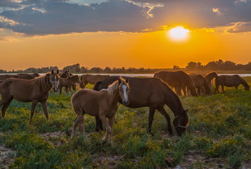 Fototapeta na wymiar Horses in the meadow on the background of the sunset. Domestic animals graze in flood plains, on the river bank. Against the backdrop of the sunset.
