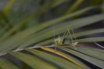 Grünes Heupferdchen auf einem Palmblatt