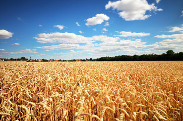 Wheat field with sun anb blue sky, Agriculture industry