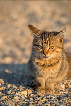 Cute stray kitten sitting on the ground. Blurred background.