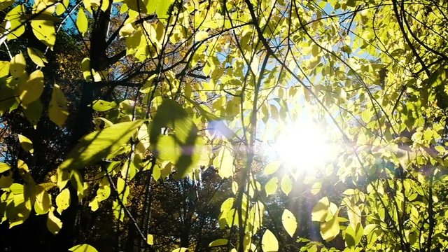 Suns rays shine through aspen branches in the fall, camera movement, slow motion