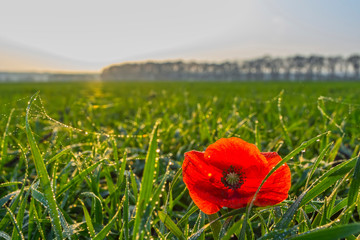poppy in a field of winter wheat in late autumn at sunset under a clear sky with small clouds
