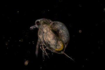 The Cladocera are an order of small crustaceans commonly called water fleas on the slide under microscope.